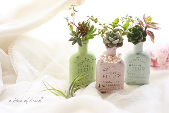 『週末DIY』切って、挿すだけ!「多肉植物」の「さし穂インテリア」をはじめませんか?