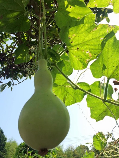 ひょうたんを育てて naturalで可愛いモノづくり!
